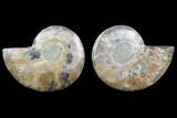 Cut & Polished Ammonite Fossil - Agatized #78395-1